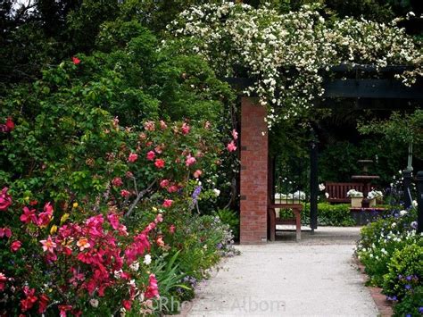 Parnell Rose Gardens: An In-Bloom Visual Tour in Auckland New Zealand ...