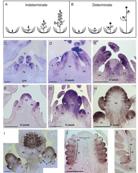 Schematic of a racemose inflorescence and an Aquilegia dichasial cymose... | Download Scientific ...