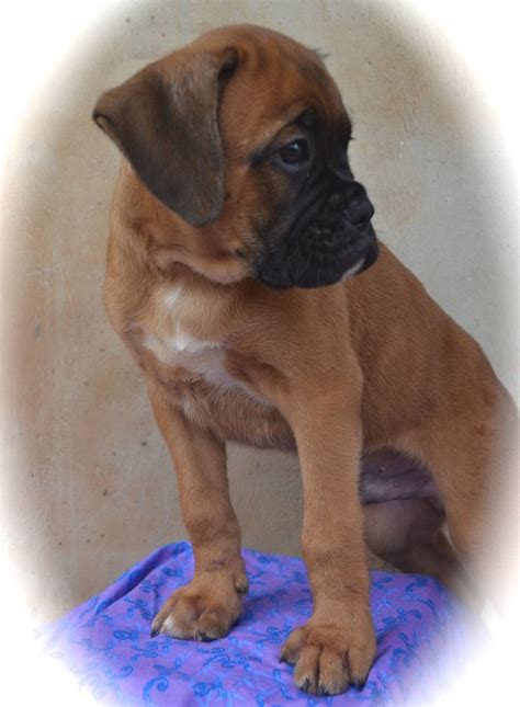 Pure Breed German Boxer Puppies - Ready To Move To Their New Loving Home! RARE - Pets - Nigeria