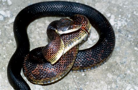 Free photo: Black snake - Animal, Nature, Tongue - Free Download - Jooinn