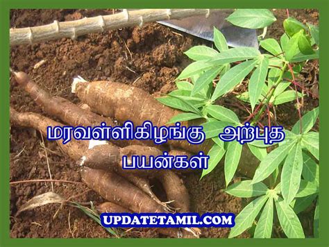 மரவள்ளி கிழங்கு நன்மைகள் | Maravalli Kilangu Benefits in Tamil - Update ...