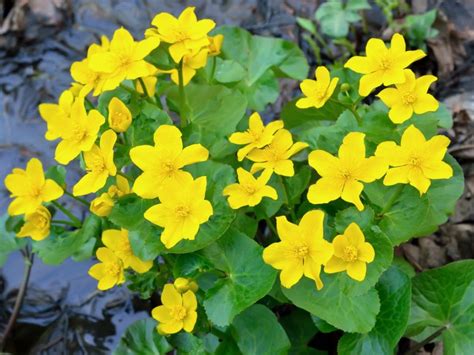 Marsh Marigold Care - How And Where To Grow Marsh Marigolds