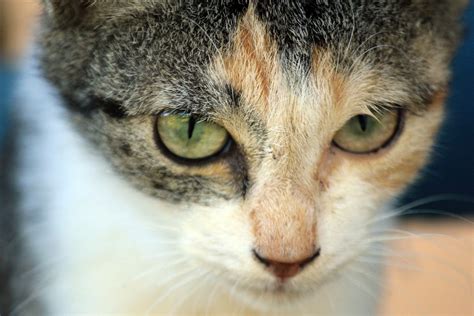 Cat's Eyes Free Stock Photo - Public Domain Pictures