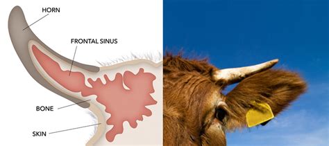 Understanding the issues: painful procedures for cattle | Animals Australia