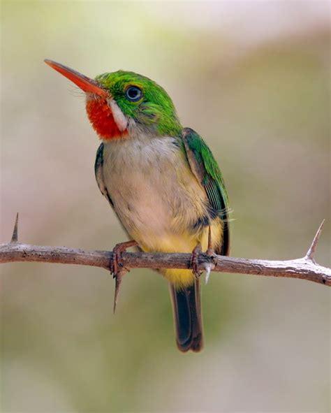 a colorful bird sitting on top of a branch