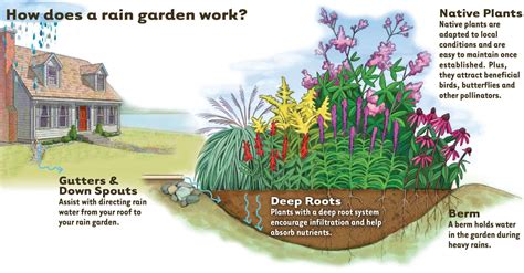 How Rain Garden works - Sloat Garden Center