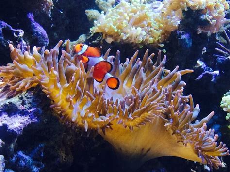 Do Clownfish Eat Seaweed? ~ What Do Clownfish Eat? | Flakes & Pellets