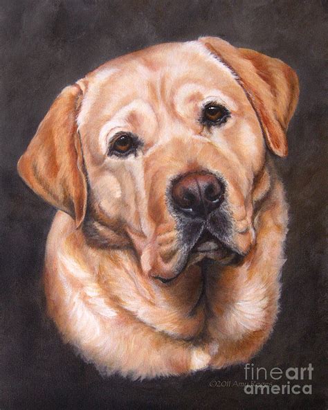 Yellow Labrador Portrait - Dark Yellow Dog Painting by Amy Reges