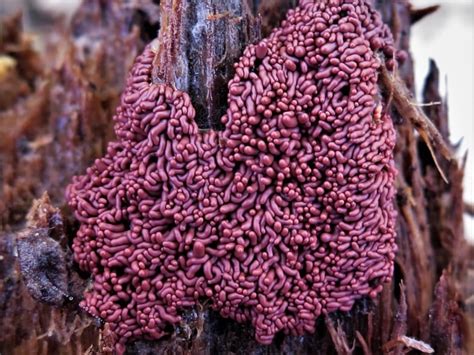 Ew, what is that? Photographer captures gross, beautiful slime moulds around Yellowknife | CBC News