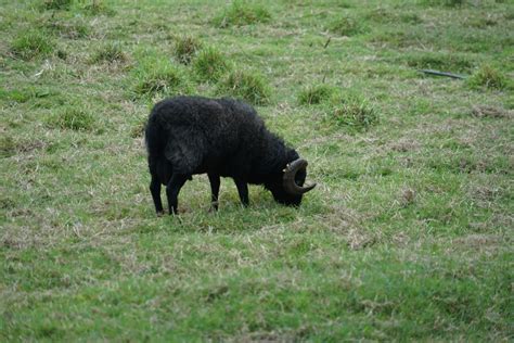 Black Sheep Free Stock Photo - Public Domain Pictures