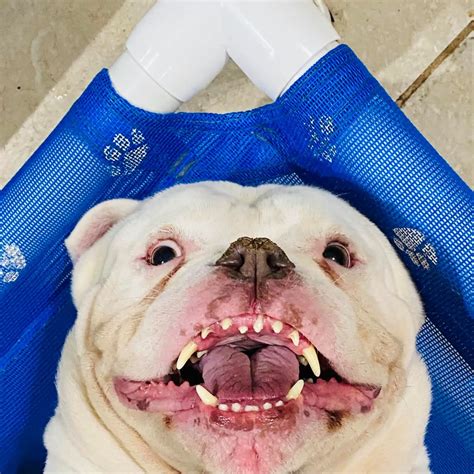 15 Funny Pictures Of Dogs Showing Their Teeth - ilovedogscute.com