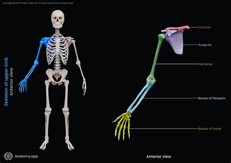 Bones Of Upper Limb Posterior