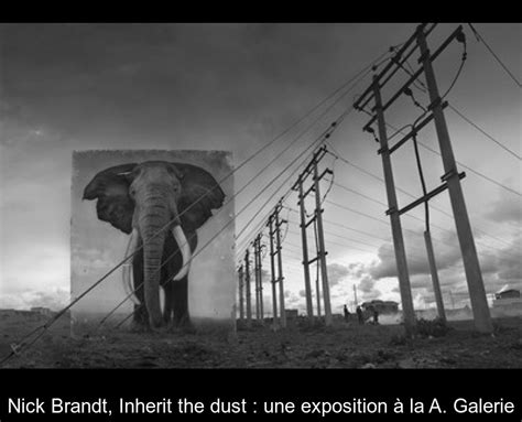 Nick Brandt, Inherit the dust : une exposition à la A. Galerie