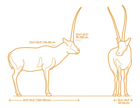 Tibetan Antelope Drawing