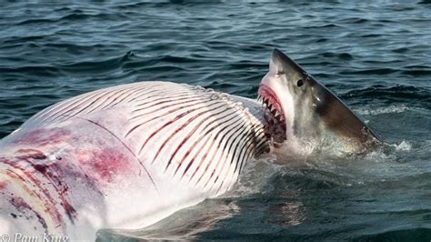 Whale watchers got to see a great white shark munching on a dead whale ...