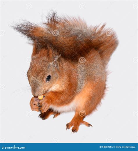 Funny squirrel and corn stock image. Image of food, animals - 58862955