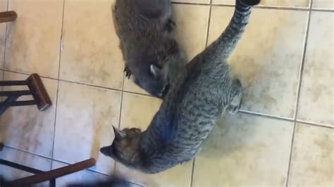 Raccoon attacks cat! - YouTube