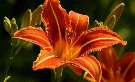 orange lilies (1200×733) | Orange lily flower, Beautiful flowers pictures, Flower pictures