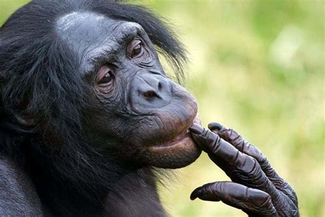 Bonobos remember their old friends' voices, even after years of separation