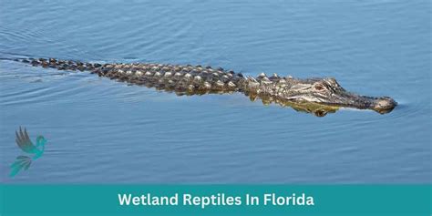 Wetland Reptiles In Florida - Birds & Wetlands