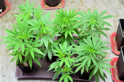 Cannabis Growing Tips – with Rev | Skunk Global