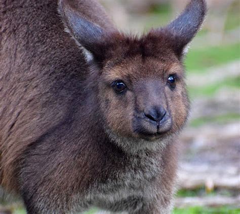 Kangaroo Island Kangaroo - Moonlit Sanctuary