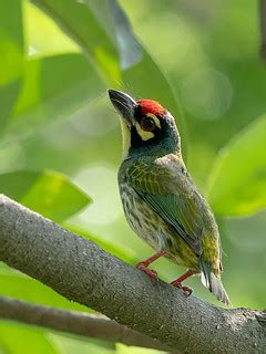 Coppersmith Barbet (Psilopogon haemacephalus) | Guwahati, As… | Flickr