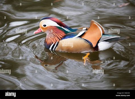 Male Mandarin Duck Stock Photo - Alamy