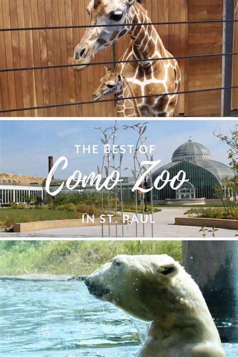 Como Zoo | How to Feed a Polar Bear and More | Como zoo, Minnesota travel, Minnesota vacation