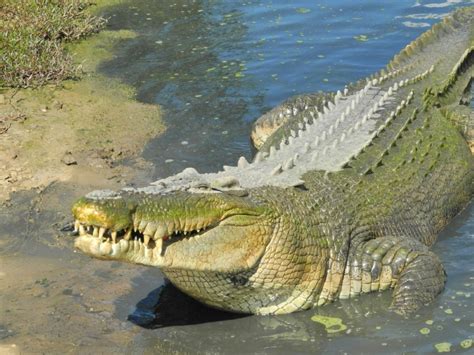 Top 10 Largest Crocodiles In The World - Top10HQ