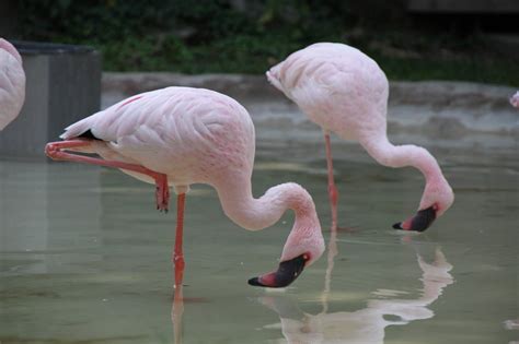 Why do flamingos stand on one leg? - HHUK | UK News | Newspaper