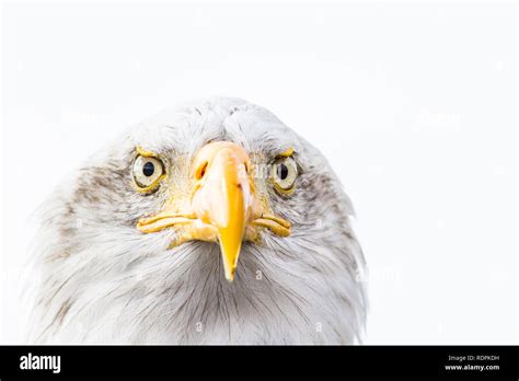 Bald Eagle Portrait Stock Photo - Alamy