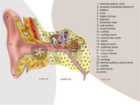 Anatomy Of The Ear