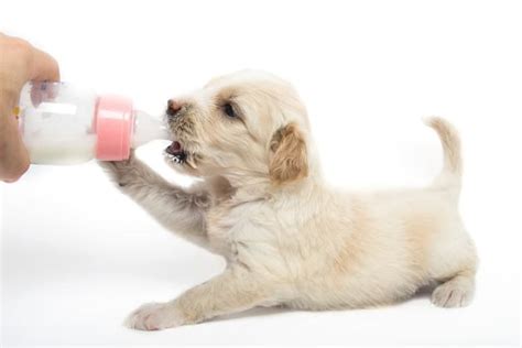 The Best Puppy Milk Replacers for 2022 - Pango Pets