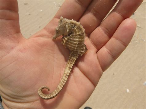 Maryland Biodiversity Project - Lined Seahorse (Hippocampus erectus)