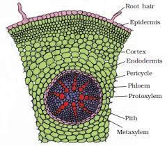 What is the function cortex? | Class Twelve Biology