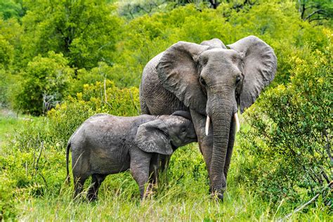 African Safari Elephants