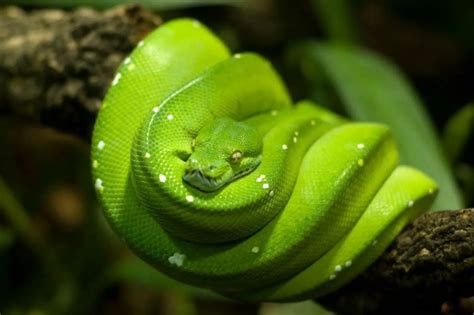 Green Tree Python Care Sheet - Reptile Range