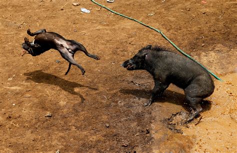 Fight contest: Indonesian villages pit wild boars against dogs