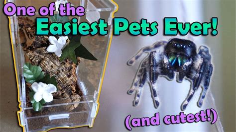 How to Care for Jumping Spiders! – HousePetsCare.com