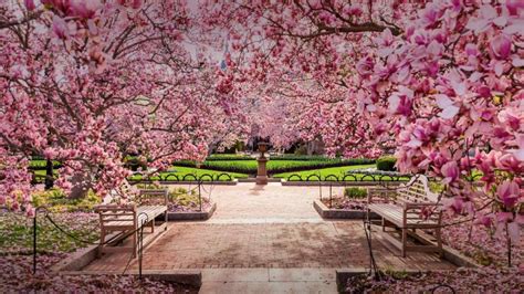 Cherry blossom in National Mall (Washington DC) - backiee