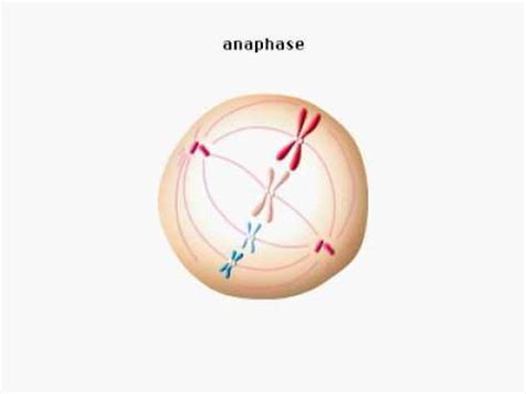 Mitosis Animation - YouTube