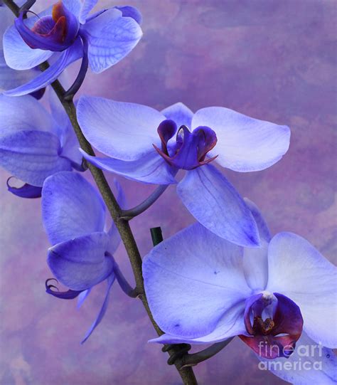 Blue Lavender Orchids Photograph by To-Tam Gerwe