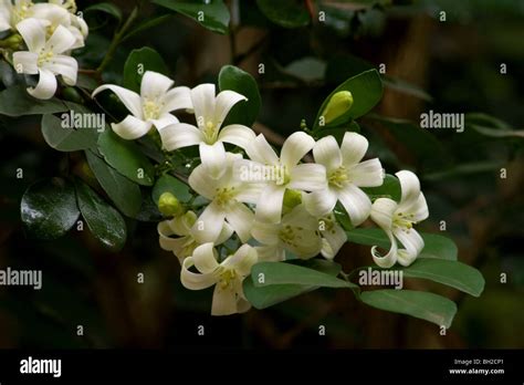 Orange jasmine plant in bloom Stock Photo - Alamy