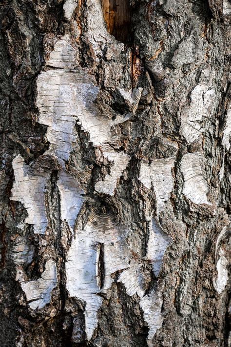 Birch Bark Tree - Free photo on Pixabay