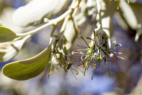 The mistletoe — as Australian as the gum tree