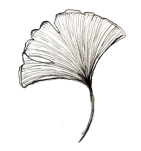 Ginkgo Leaf Drawing | Free download on ClipArtMag