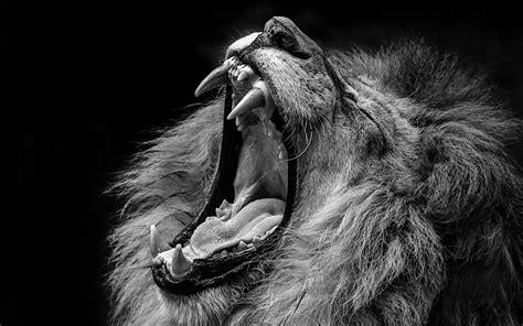 Download Black & White Close-up Animal Lion HD Wallpaper
