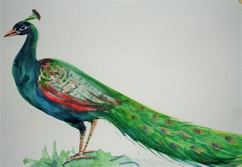 Peacock Bird Drawing at GetDrawings | Free download