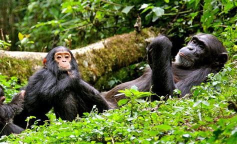 Chimpanzee Trekking in Nyungwe National Park | Nyungwe Safaris